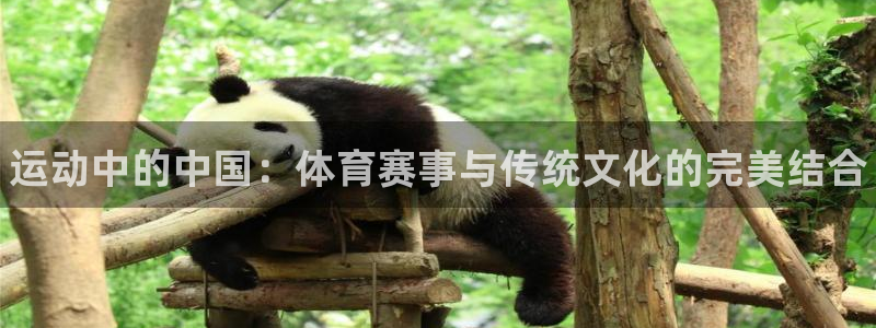 vsport体育官方平台体育：运动中的中国：体育赛事